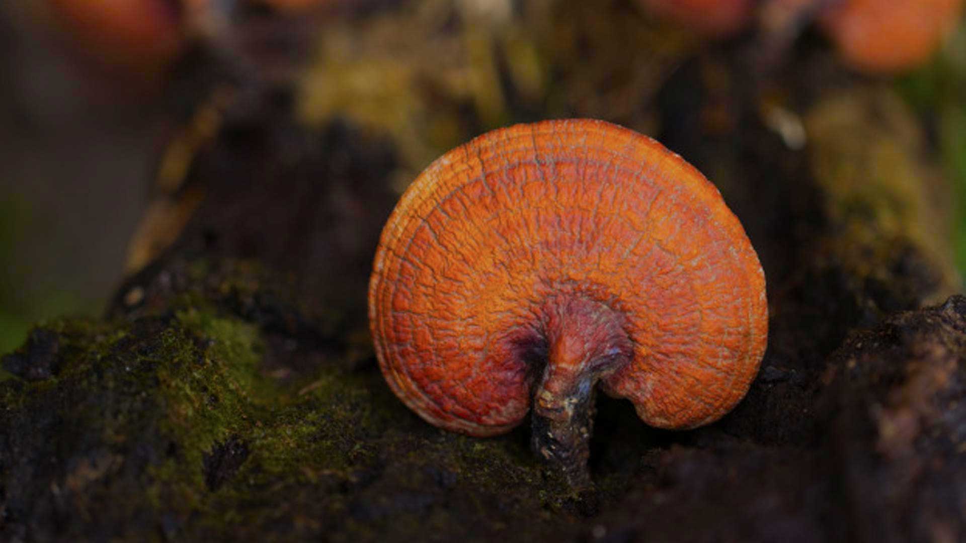 Ganoderma DXN Ecuador